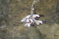 Dendrobium microbulbon